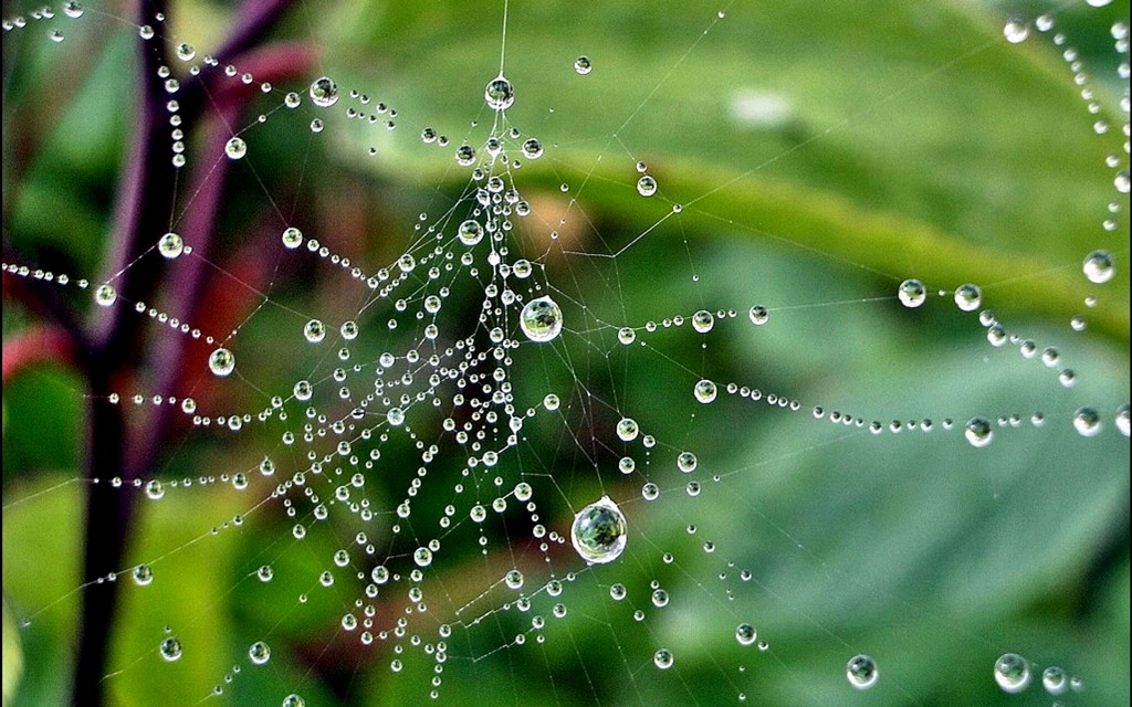 3d-abstract_widewallpaper_morning-raindrops-on-a-spiderweb_51437
