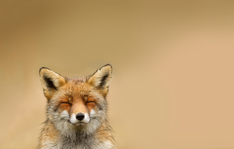 9508-happy-fox-1280x800-animal-wallpaper