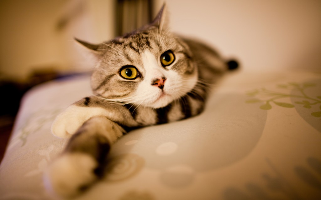animals_widewallpaper_cute-cat_61750