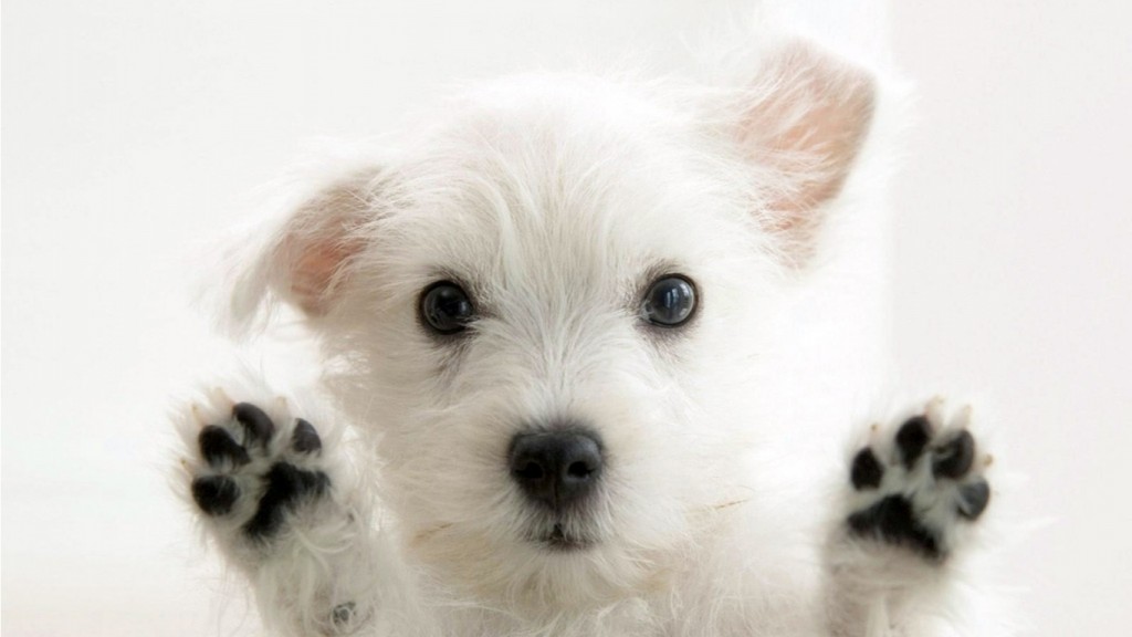 Cute-white-funny-dog-wallpaper