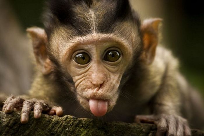 baby-monkey-showing-tongue