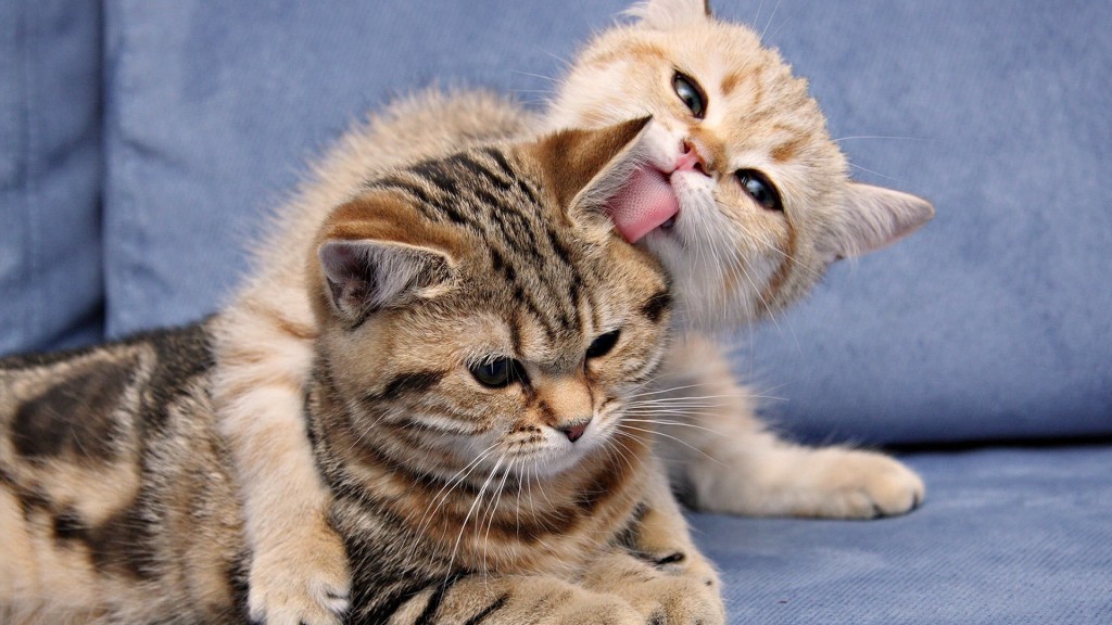 cats_playing_wallpapers_hd_free__download_cute_wallpapers