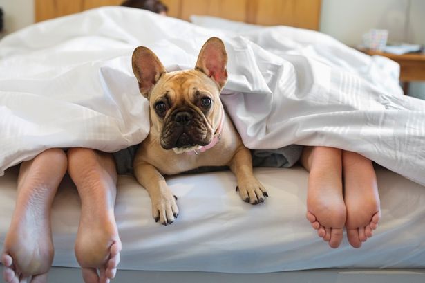Dog-laying-under-covers-with-couple
