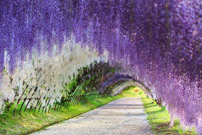 glicīniju ziedu tunelis, japana