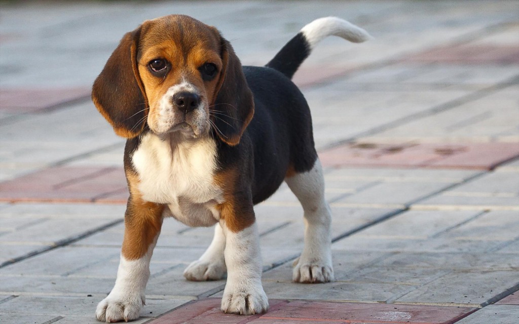 1268085-beagle-puppy