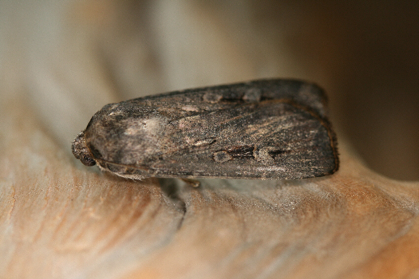 Bogong Moth2