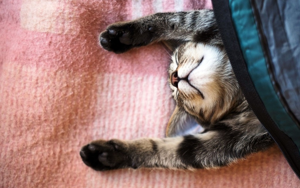 Cute-Sleeping-Lazy-Cat-Kitten-desktop-wallpaper