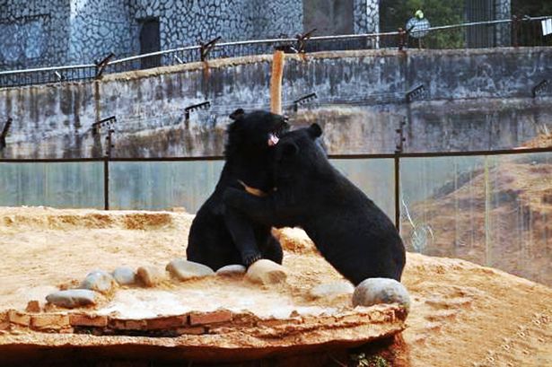 PAY-Black-bears (2)