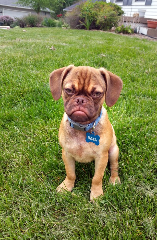 PAY-Grumpy-Earl-the-dog (3)
