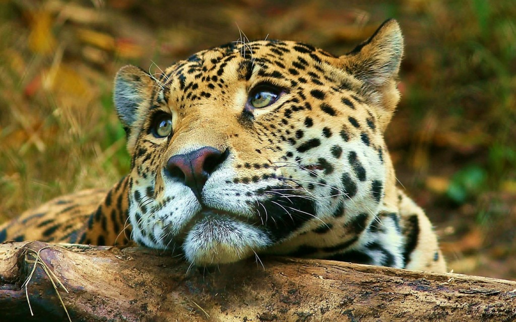 fascinating-leopard-sadness-hd-animals-wallpaper-animals-wallpapers-hd-free-download-wallpaper-for-mobile-desktop-1366x768-full_1420721820