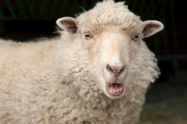 Ewe-sheep