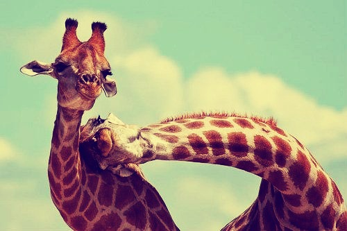 beautiful-forever-giraffe-kiss-Favim.com-753383