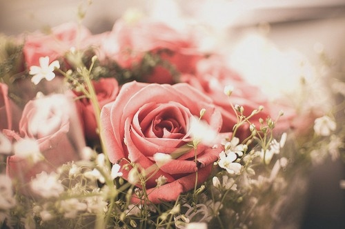 flowers-photography-pink-roses-vintage-Favim.com-127778