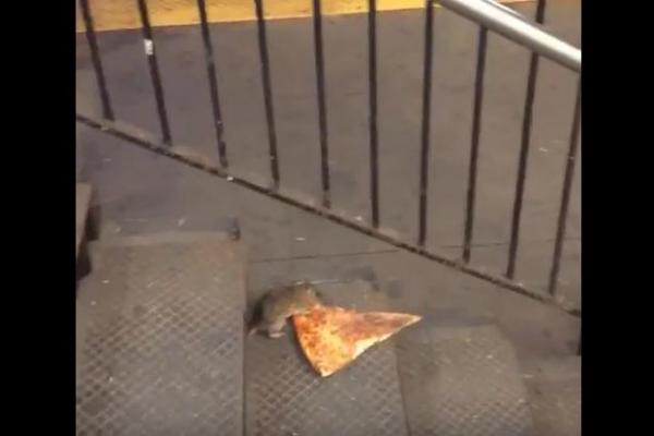 Pizza-Rat-attempts-to-carry-off-slice-in-New-York