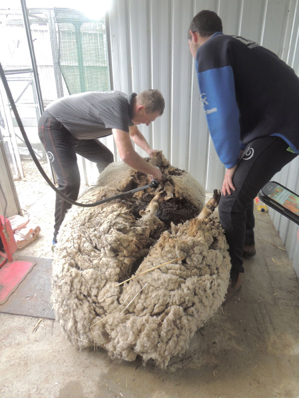 Australian sheep shearer Ian Elkins clips over 40 kilograms (88.2 lbs) of wool off a sheep found near Australia's capital city Canberra, September 3, 2015, making him unofficially the world's woolliest sheep. The sheep, named Chris by his rescuers was found near Mulligan's Flat on the northern outskirts of Canberra on Wednesday and was said to be struggling to walk under the weight of his coat.   REUTERS/RSPCA/Handout via Reuters        ATTENTION EDITORS - THIS PICTURE WAS PROVIDED BY A THIRD PARTY. REUTERS IS UNABLE TO INDEPENDENTLY VERIFY THE AUTHENTICITY, CONTENT, LOCATION OR DATE OF THIS IMAGE. NO SALES. NO ARCHIVES. FOR EDITORIAL USE ONLY. NOT FOR SALE FOR MARKETING OR ADVERTISING CAMPAIGNS. THIS PICTURE IS DISTRIBUTED EXACTLY AS RECEIVED BY REUTERS, AS A SERVICE TO CLIENTS