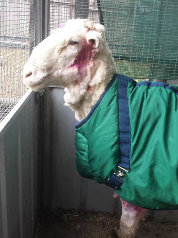 An Australian sheep, named Chris by his rescuers, is pictured with a pink antiseptic spray on his face after being shorn of over 40 kilograms (88.2 lbs) of wool on September 3, 2015, after being found near Australia's capital city Canberra. Unofficially the world's woolliest sheep, Chris was found near Mulligan's Flat on the northern outskirts of Canberra on Wednesday and was said to be struggling to walk under the weight of his coat.   REUTERS/RSPCA/Handout via Reuters        ATTENTION EDITORS - THIS PICTURE WAS PROVIDED BY A THIRD PARTY. REUTERS IS UNABLE TO INDEPENDENTLY VERIFY THE AUTHENTICITY, CONTENT, LOCATION OR DATE OF THIS IMAGE. NO SALES. NO ARCHIVES. FOR EDITORIAL USE ONLY. NOT FOR SALE FOR MARKETING OR ADVERTISING CAMPAIGNS. THIS PICTURE IS DISTRIBUTED EXACTLY AS RECEIVED BY REUTERS, AS A SERVICE TO CLIENTS