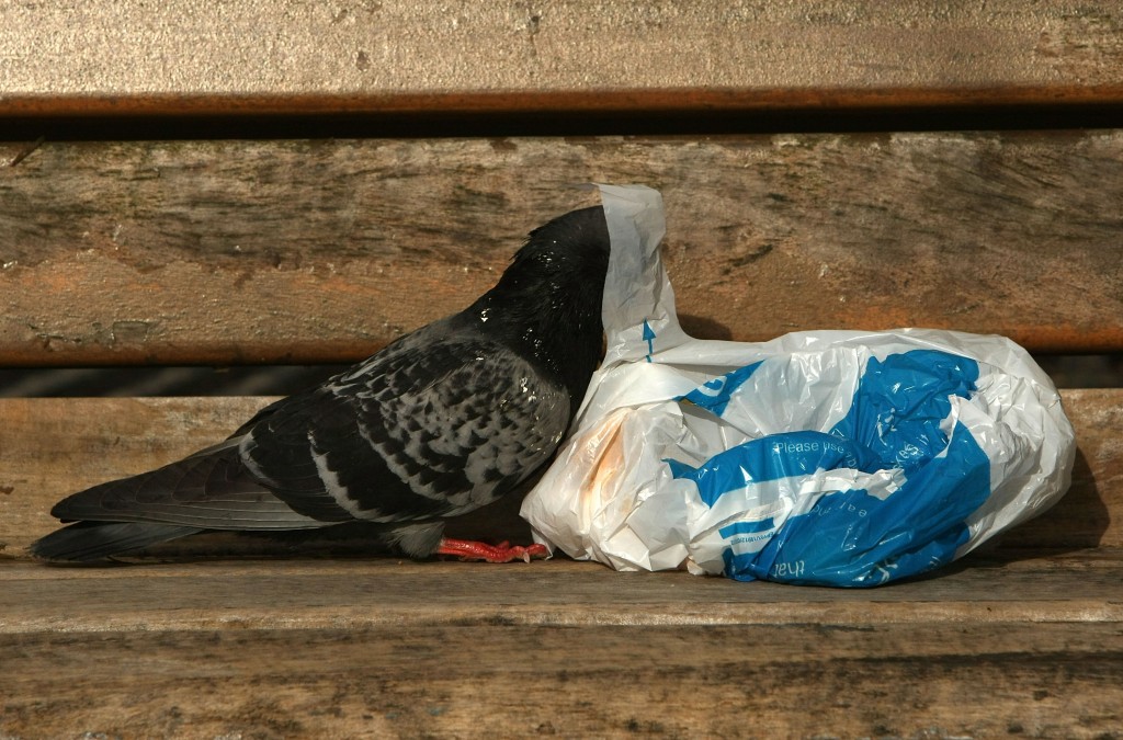 LIVERPOOL, UNITED KINGDOM - MARCH 14: A pigeon scavenges for scraps of food inside a plastic bag on March 14, 2008 in Liverpool, England. The Prime Minister Gordon Brown has stated that he will force retailers to help reduce the use of plastic bags if they do not do so voluntarily.  (Photo by Christopher Furlong/Getty Images)