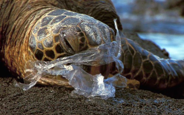 Mandatory Credit: Photo by FLPA/REX (3276131a) Pacific Green Turtle (Chelonia mydas agassisi) adult female, suffocating on injested plastic bag, mistaken for jellyfish, Big Island, Hawaii Nature
