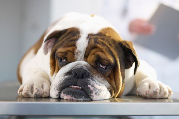 Sick-Bulldog-on-Veterinarians-Table
