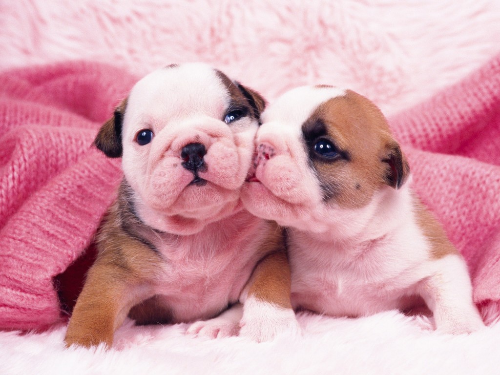 animals_amazing_sweet_high_quality_puppy_dogs_picture-13
