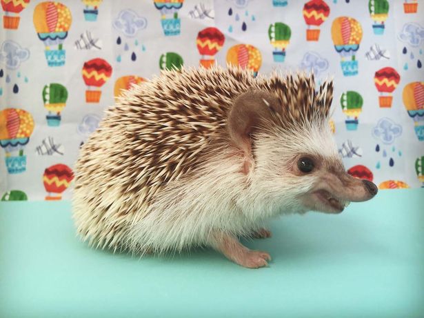 PAY-Huff-the-hedgehog