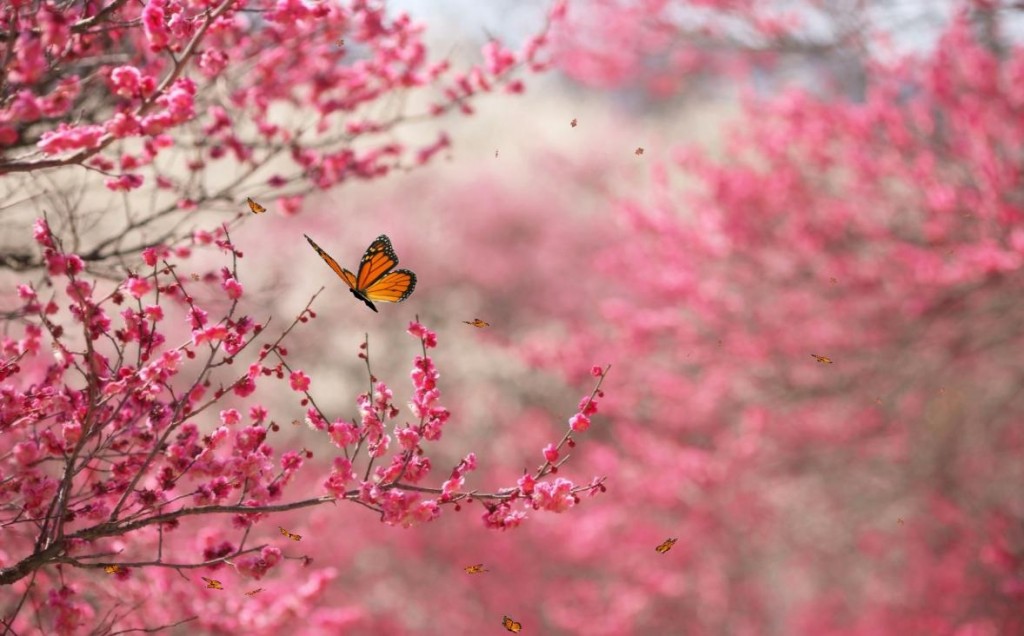 butterfly-and-pink