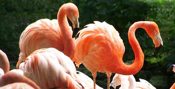 flamingo-land-flamingojpeg