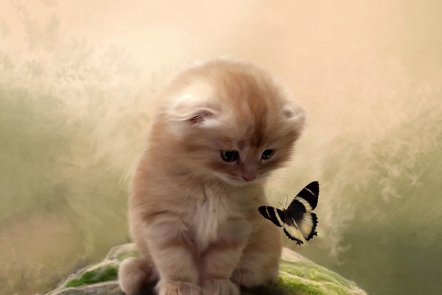 -font-b-Kitty-b-font-font-b-Cat-b-font-And-Butterfly-Friendship-Animal-Poster