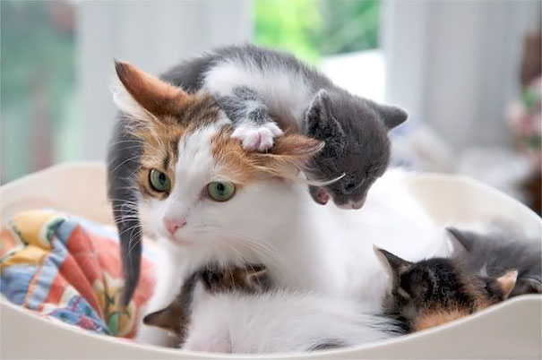 funny-animal-motherhood-photos-cats-dogs-pet-moms-16-5767d6c70d882__605