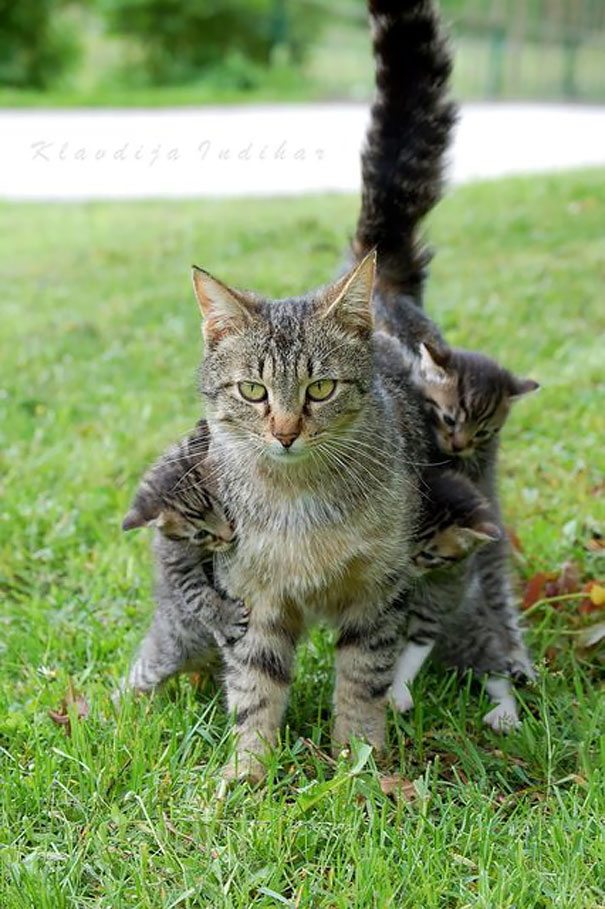 funny-animal-motherhood-photos-cats-dogs-pet-moms-9-5767d6b361b99__605