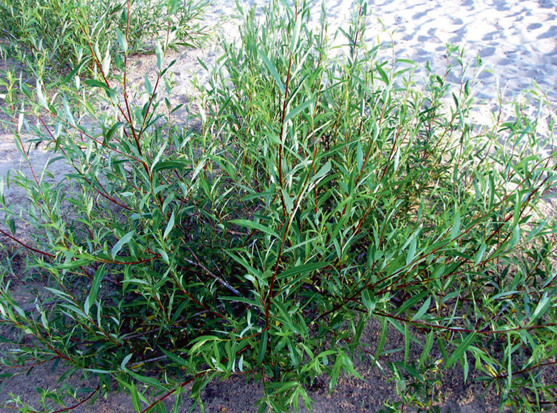 SalixAcutifolia