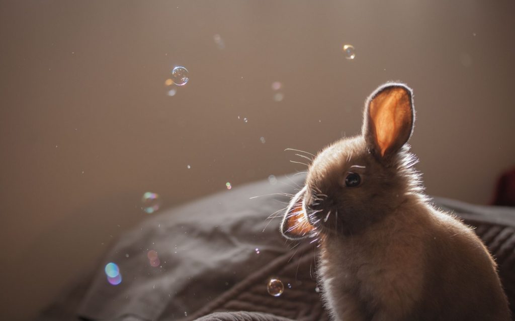 cute-bunny-gray-light-soap-bubbles