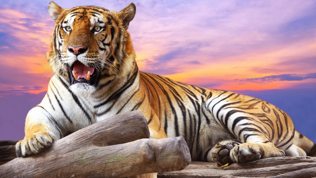 wild-tiger-in-mood-wallpaper-hd-1080p-desktop