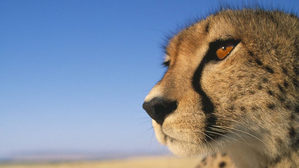 268657-animal-lovers-extra-brave-animal-the-cheetahhhh