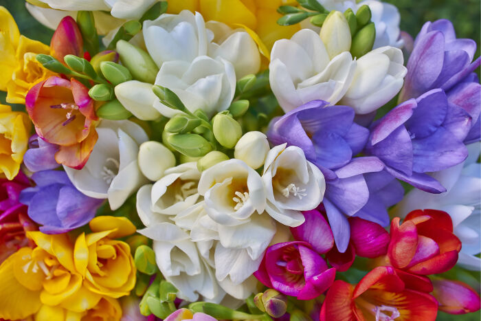 variety of colorful freesias, colorful natural background ** Note: Shallow depth of field