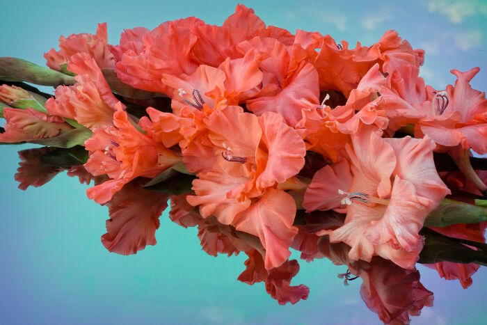 corrugated scarlet gladiolus reflected in the color mirror