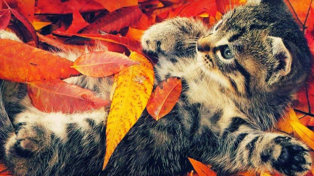 autumn-backgrounds-animal-life-wallpapers-images