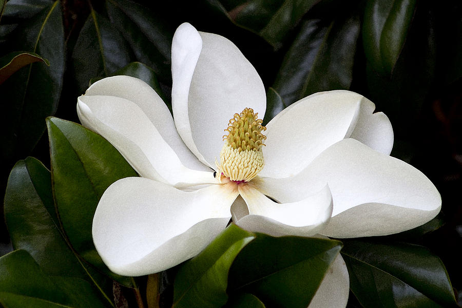 magnolia-flower-kathy-clark-via-fineartamerica-com