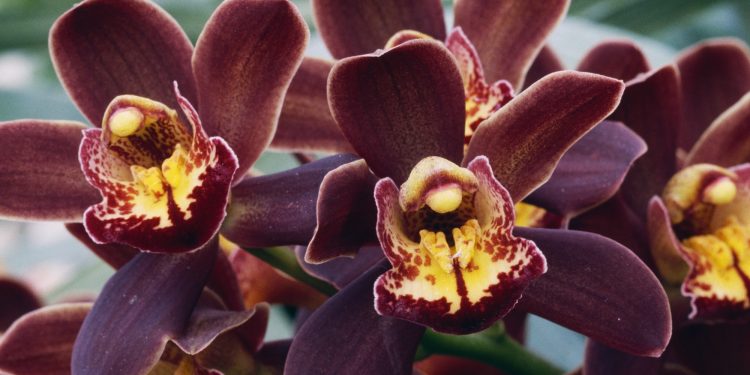 UNSPECIFIED - JANUARY 03: Cymbidium Orchid (Cymbidium sp), Orchidaceae. (Photo by DeAgostini/Getty Images)