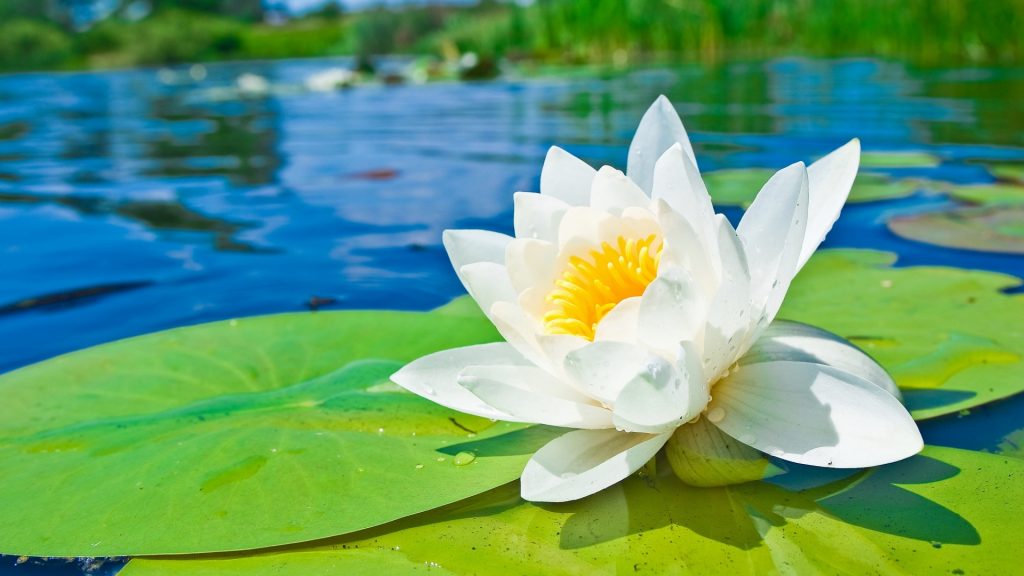 water-lily-hd-1920x1080