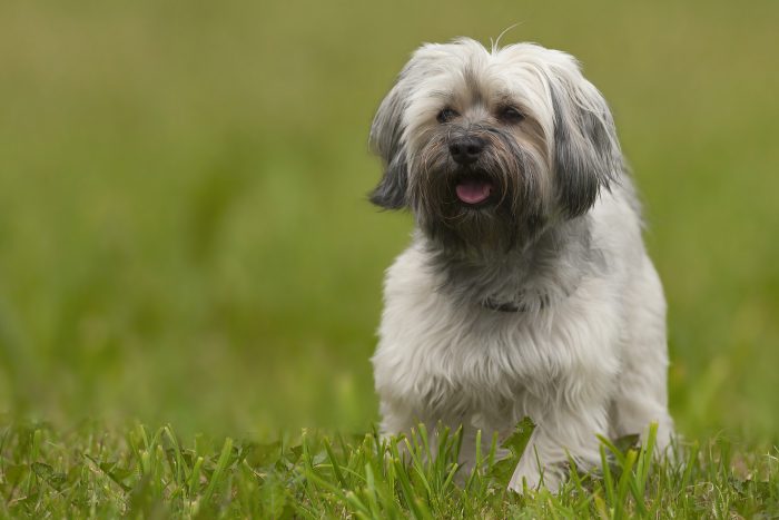 Havanese dog after a haitcut standing on green grass.