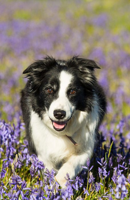 YORKSHIRE DALES, UNITED KINGDOM - MAY 23: A Border Collie dog in Bluebells pictured above Austwick on May 23, 2015 in Yorkshire Dales, England. The native British Bluebell is threatened by the highly invasive Spanish Bluebell. PHOTOGRAPH BY Ashley Cooper / Barcroft Media (Photo credit should read Ashley Cooper / Barcroft Media via Getty Images)