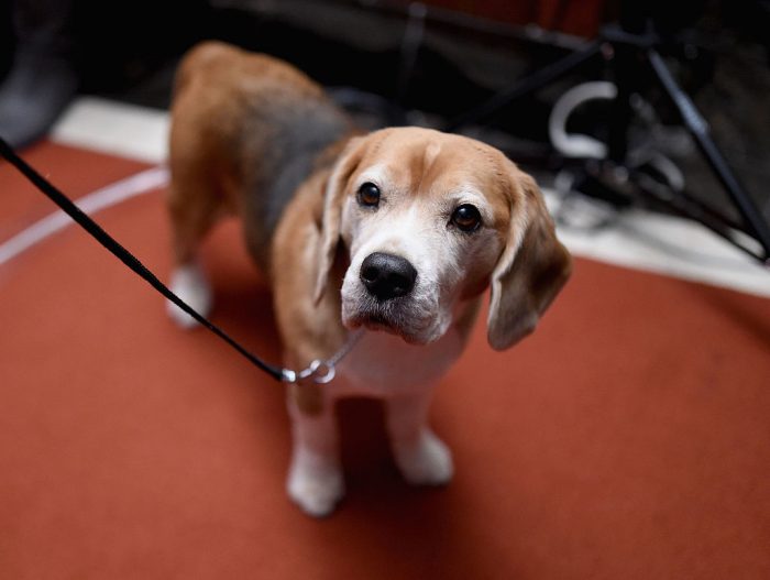 NEW YORK, NY - FEBRUARY 22: A Beagle attends the American Kennel Club Presents The Nation's Most Popular Breeds Of 2015 at AKC Headquarters on February 22, 2016 in New York City. (Photo by Jamie McCarthy/Getty Images)