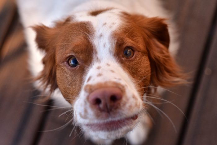 Our Brittany Spaniel dog intensely begging for food. Her ears are held back and her eyes are intense, asking for a treat to be given.