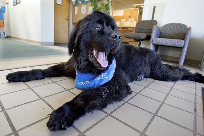 Story about Archie, a 165lb. Newfoundland dog thats a therapy dog for abused, neglected and emotionally disturbed children at Casa Pacifica in Camarillo. June 29, 2007. 726, 2 00 (Photo by Ken Hively/Los Angeles Times via Getty Images)