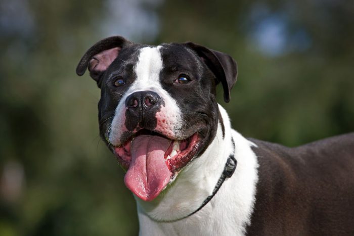American Staffordshire terrier (Canis lupus familiaris) panting in garden . (Photo by: Arterra/UIG via Getty Images)