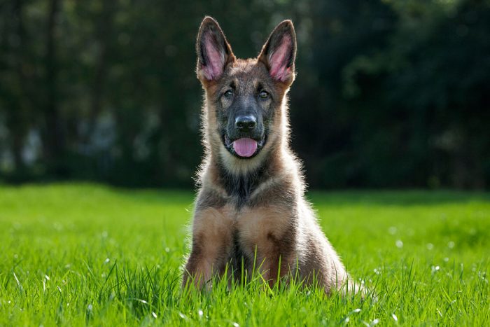 German shepherd dog (Canis lupus familiaris) pup sitting on lawn in garden. (Photo by: Arterra/UIG via Getty Images)