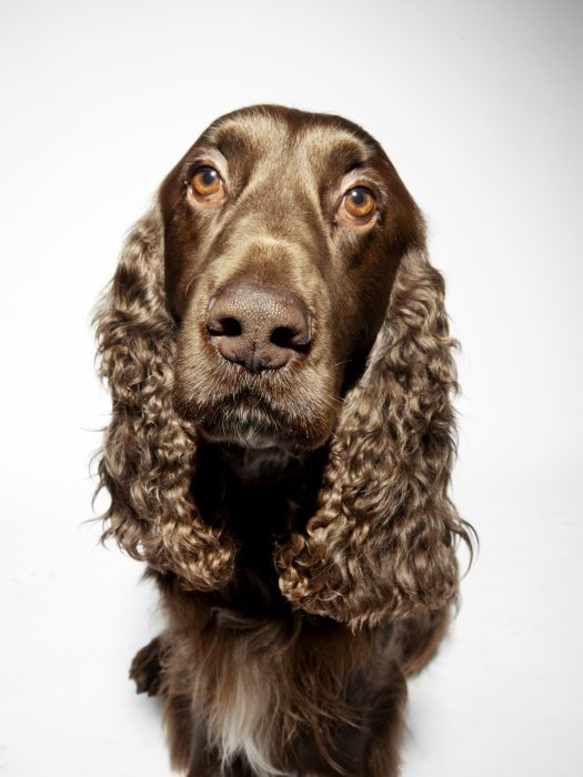 Red haired Field Spaniel shot against a white studio backdrop whilst looking into the lens of the camera