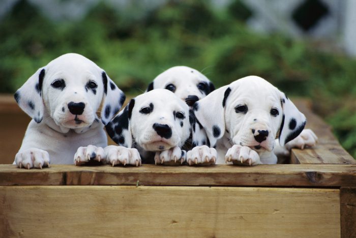 Dalmatians (Canis familiaris), group of puppies looking out of whelping box