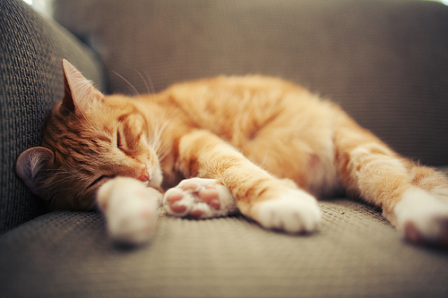 animals-bww-cat-orange-cat-sleeping-favim-com-192054